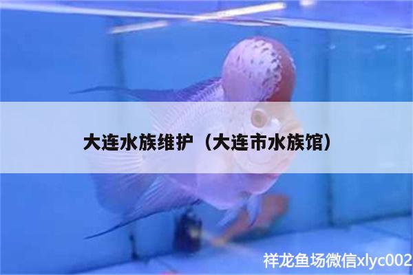 大連水族維護（大連市水族館） 哥倫比亞巨暴魚苗