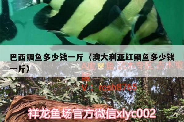 巴西鯛魚多少錢一斤（澳大利亞紅鯛魚多少錢一斤） 魚缸/水族箱