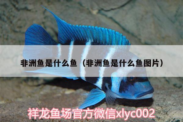 非洲魚是什么魚（非洲魚是什么魚圖片）