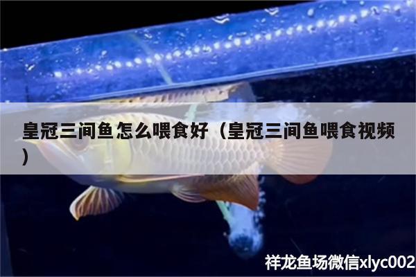 皇冠三間魚(yú)怎么喂食好（皇冠三間魚(yú)喂食視頻）