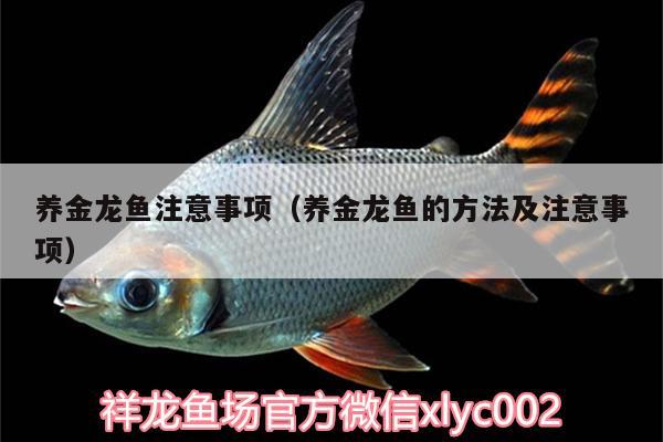 養(yǎng)金龍魚注意事項(xiàng)（養(yǎng)金龍魚的方法及注意事項(xiàng)）