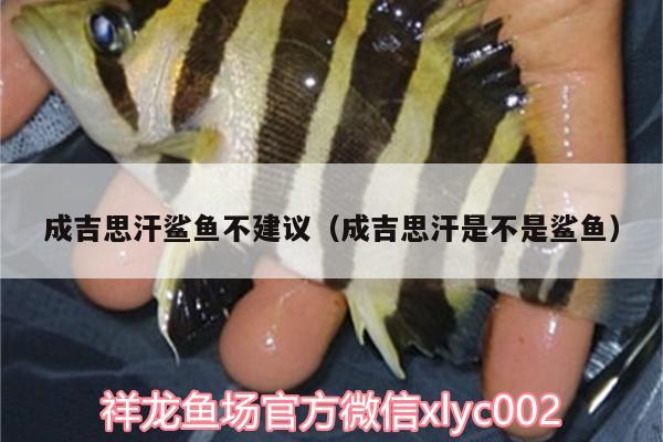 成吉思汗鯊魚不建議（成吉思汗是不是鯊魚）