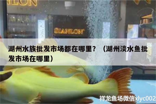 湖州水族批發(fā)市場(chǎng)都在哪里？（湖州淡水魚批發(fā)市場(chǎng)在哪里）