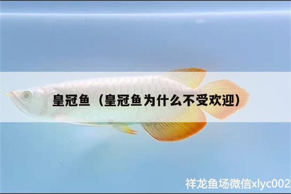 皇冠魚(yú)（皇冠魚(yú)為什么不受歡迎）