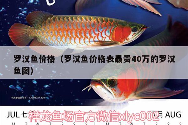 羅漢魚價(jià)格（羅漢魚價(jià)格表最貴40萬的羅漢魚圖） 羅漢魚