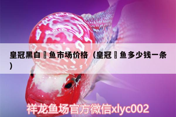 皇冠黑白魟魚市場(chǎng)價(jià)格（皇冠魟魚多少錢一條） 皇冠黑白魟魚