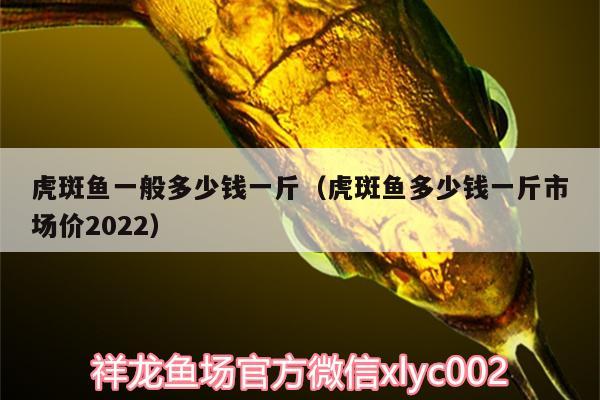 虎斑魚一般多少錢一斤（虎斑魚多少錢一斤市場價2022） 魚缸清潔用具