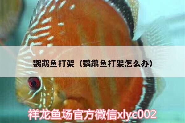 鸚鵡魚打架（鸚鵡魚打架怎么辦） 鸚鵡魚