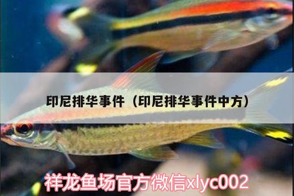 印尼排華事件（印尼排華事件中方） 鸚鵡魚