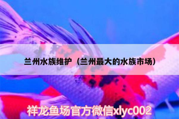 蘭州水族維護(hù)（蘭州最大的水族市場(chǎng)） 藍(lán)帆三間魚