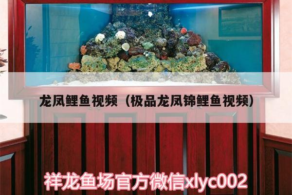 龍鳳鯉魚視頻（極品龍鳳錦鯉魚視頻） 龍鳳鯉魚 第2張