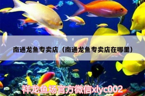 南通龍魚專賣店（南通龍魚專賣店在哪里） 七紋巨鯉魚