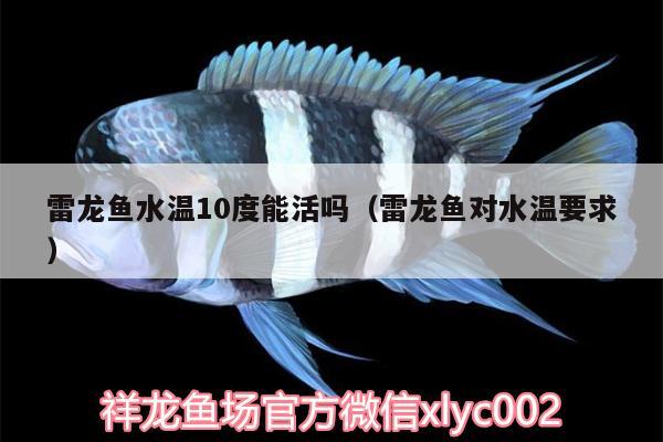 雷龍魚水溫10度能活嗎（雷龍魚對水溫要求） 圖騰金龍魚