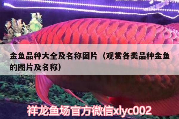 金魚品種大全及名稱圖片（觀賞各類品種金魚的圖片及名稱）