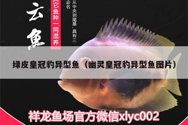 綠皮皇冠豹異型魚(yú)（幽靈皇冠豹異型魚(yú)圖片） 綠皮皇冠豹魚(yú)