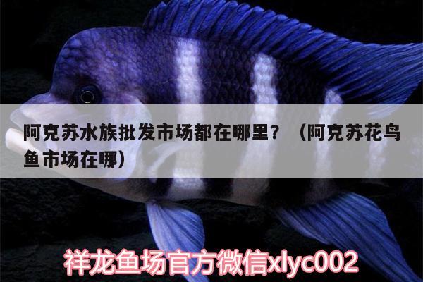 阿克蘇水族批發(fā)市場都在哪里？（阿克蘇花鳥魚市場在哪）