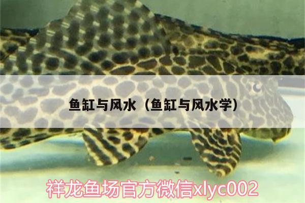 魚缸與風(fēng)水（魚缸與風(fēng)水學(xué)） 魚缸風(fēng)水 第3張