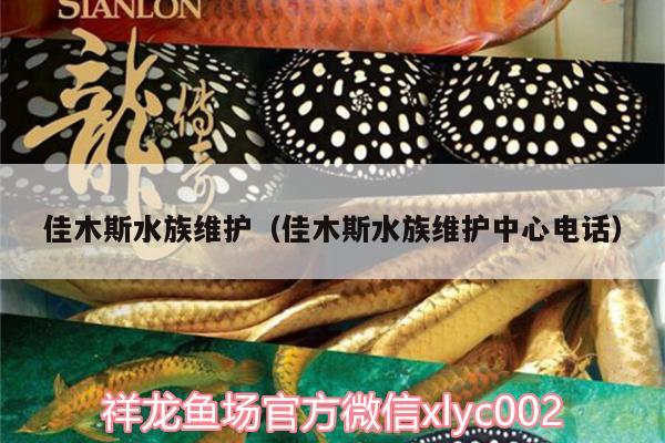 佳木斯水族維護(hù)（佳木斯水族維護(hù)中心電話） 黃金達(dá)摩魚