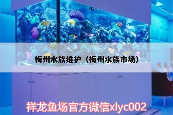 梅州水族維護(hù)（梅州水族市場） 祥龍水族護(hù)理水