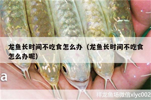 龍魚長時間不吃食怎么辦（龍魚長時間不吃食怎么辦呢） 黃鰭鯧魚