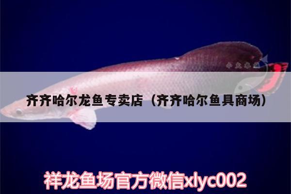 齊齊哈爾龍魚專賣店（齊齊哈爾魚具商場） 申古銀版魚