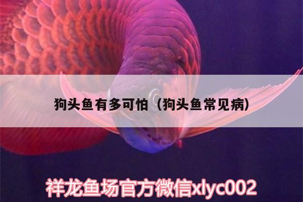 狗頭魚(yú)有多可怕（狗頭魚(yú)常見(jiàn)病）