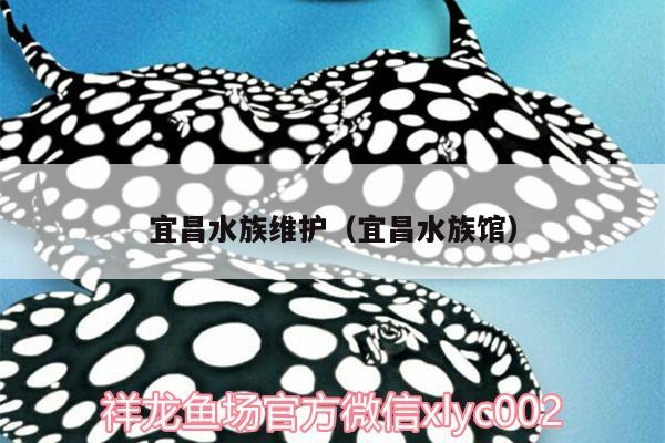 宜昌水族維護(hù)（宜昌水族館） 龍魚芯片掃碼器