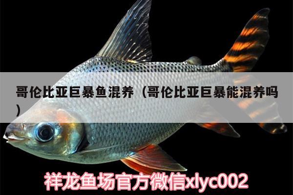 哥倫比亞巨暴魚混養(yǎng)（哥倫比亞巨暴能混養(yǎng)嗎） 申古三間魚