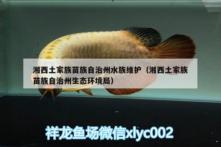 湘西土家族苗族自治州水族維護(hù)（湘西土家族苗族自治州生態(tài)環(huán)境局） 白寫錦鯉魚