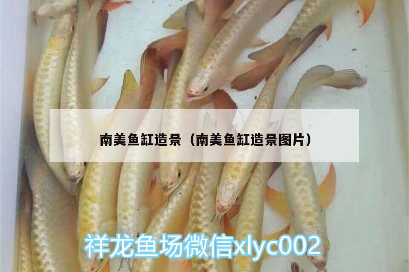 南美魚(yú)缸造景（南美魚(yú)缸造景圖片） 泰國(guó)雪鯽魚(yú)