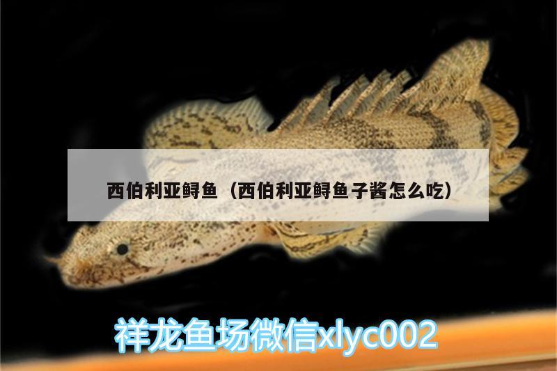 西伯利亞鱘魚（西伯利亞鱘魚子醬怎么吃）