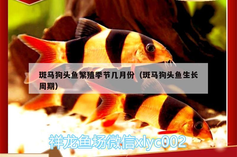 斑馬狗頭魚繁殖季節(jié)幾月份（斑馬狗頭魚生長周期） 斑馬狗頭魚