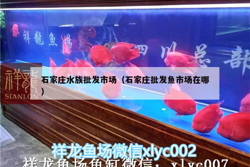 石家莊水族批發(fā)市場（石家莊批發(fā)魚市場在哪）