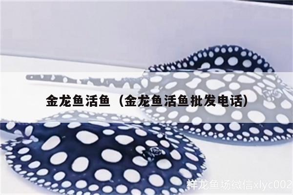 金龍魚活魚（金龍魚活魚批發(fā)電話）