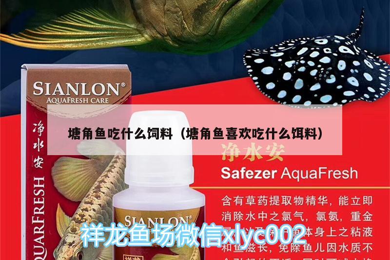 塘角魚吃什么飼料（塘角魚喜歡吃什么餌料）