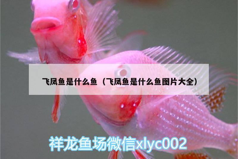 飛鳳魚是什么魚（飛鳳魚是什么魚圖片大全）