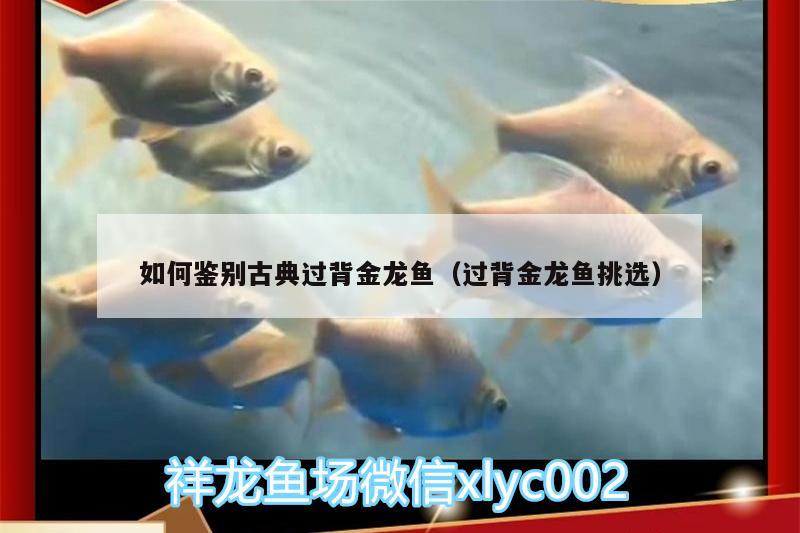 如何鑒別古典過(guò)背金龍魚(yú)（過(guò)背金龍魚(yú)挑選） 古典過(guò)背金龍魚(yú)