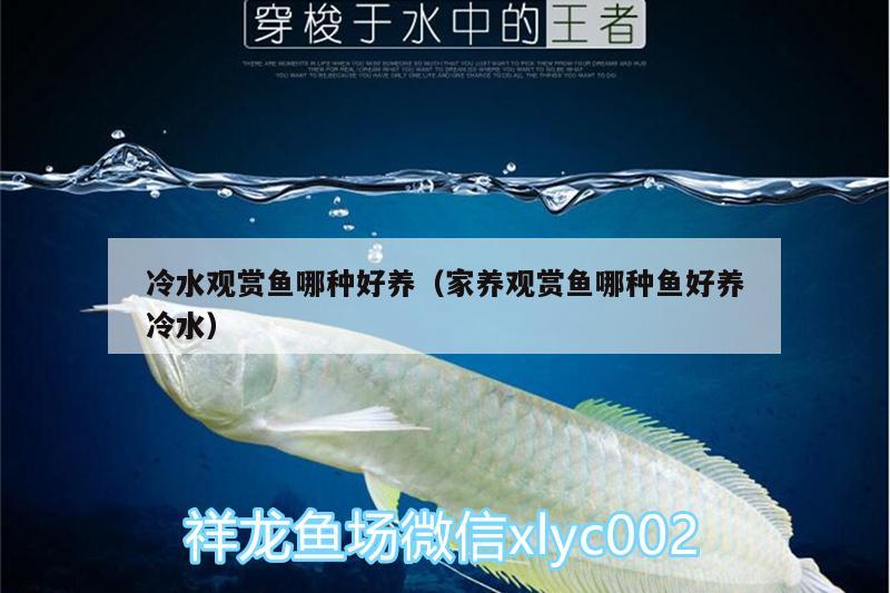 冷水觀賞魚哪種好養(yǎng)（家養(yǎng)觀賞魚哪種魚好養(yǎng)冷水） 白子關(guān)刀魚