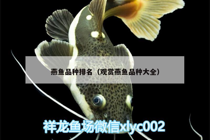 燕魚品種排名（觀賞燕魚品種大全） 黑水素