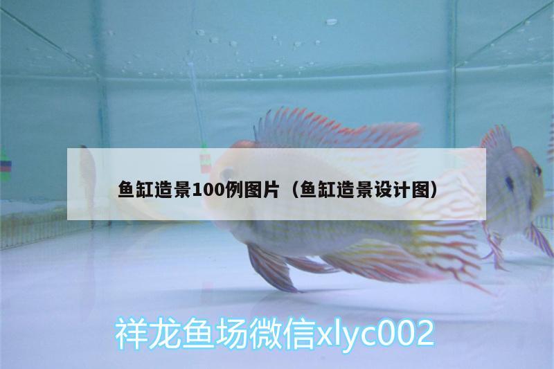 魚缸造景100例圖片（魚缸造景設計圖） 魚缸/水族箱