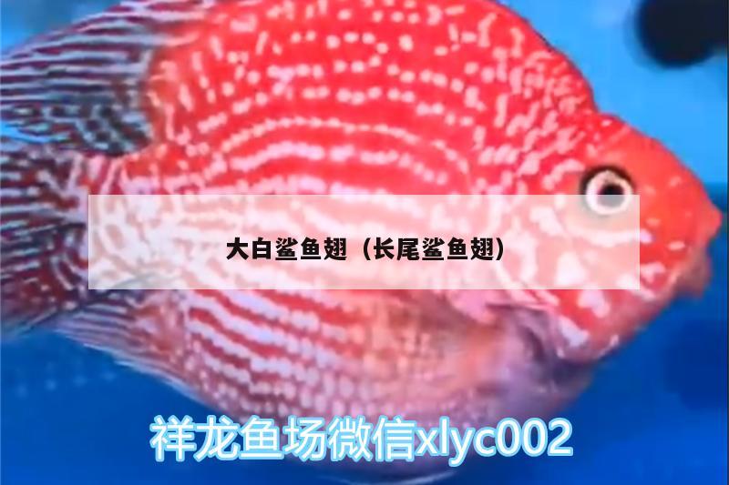 大白鯊魚翅（長(zhǎng)尾鯊魚翅） 大白鯊魚