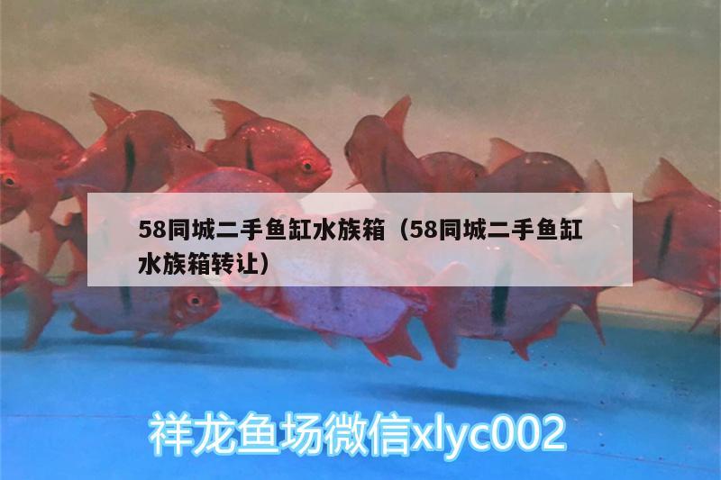 58同城二手魚缸水族箱（58同城二手魚缸水族箱轉(zhuǎn)讓）