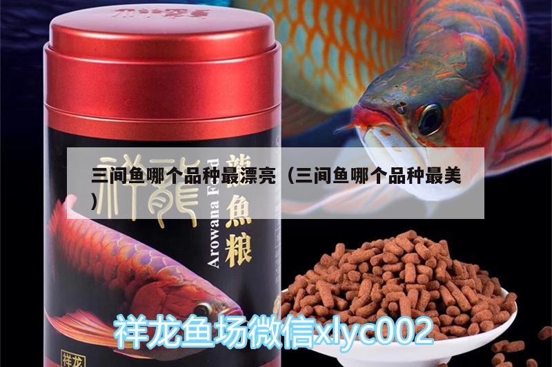 三間魚哪個品種最漂亮（三間魚哪個品種最美） 小型觀賞魚