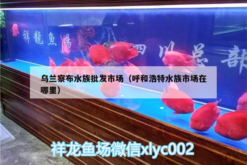 烏蘭察布水族批發(fā)市場（呼和浩特水族市場在哪里）