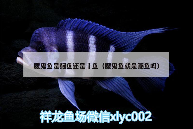 魔鬼魚(yú)是鰩魚(yú)還是魟魚(yú)（魔鬼魚(yú)就是鰩魚(yú)嗎） 斯維尼關(guān)刀魚(yú)