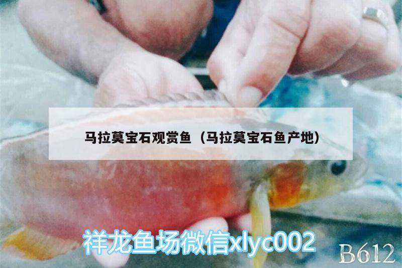 馬拉莫寶石觀賞魚（馬拉莫寶石魚產地） 馬拉莫寶石魚