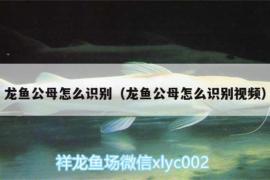 龍魚公母怎么識別（龍魚公母怎么識別視頻）