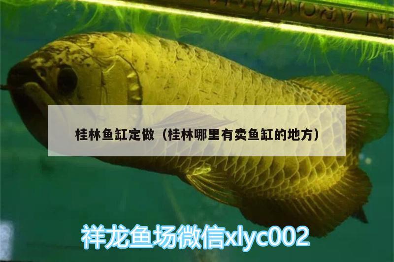 桂林魚缸定做（桂林哪里有賣魚缸的地方） 白子銀龍魚苗