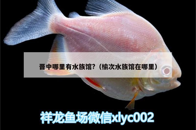 晉中哪里有水族館?（榆次水族館在哪里） 祥龍藍(lán)珀金龍魚