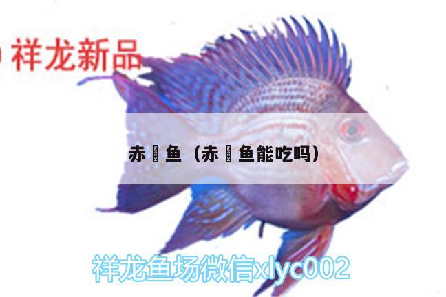 赤魟魚（赤魟魚能吃嗎）